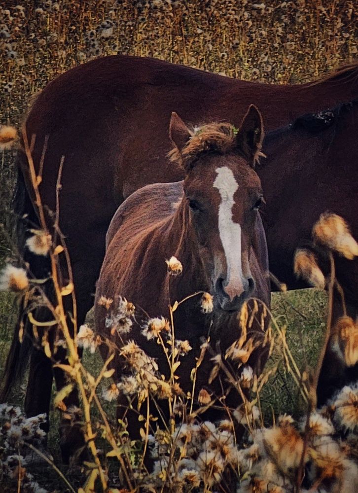 Фотография автора Светлана Болтовская