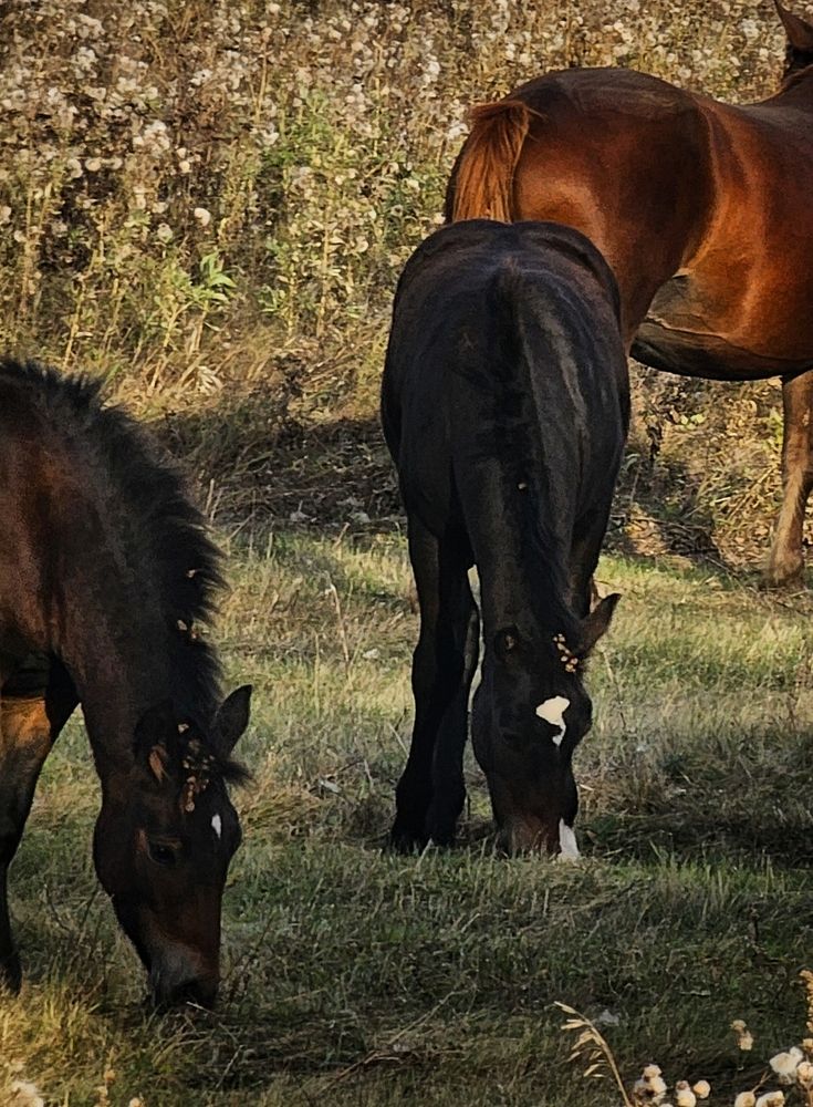 Фотография автора Светлана Болтовская