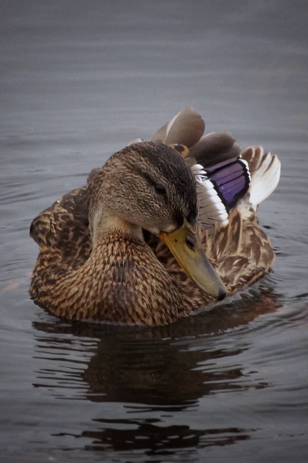 Photo #13103249