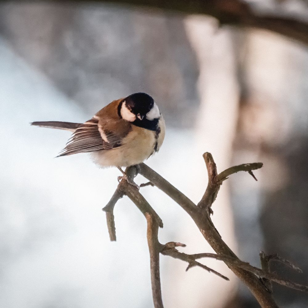 Photograph by Oleg Podlesnykh