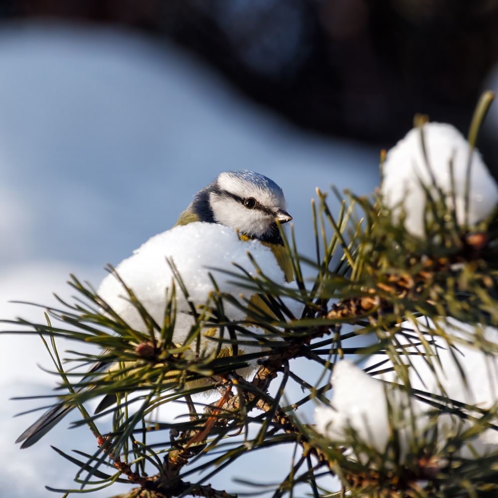 Photograph by Oleg Podlesnykh