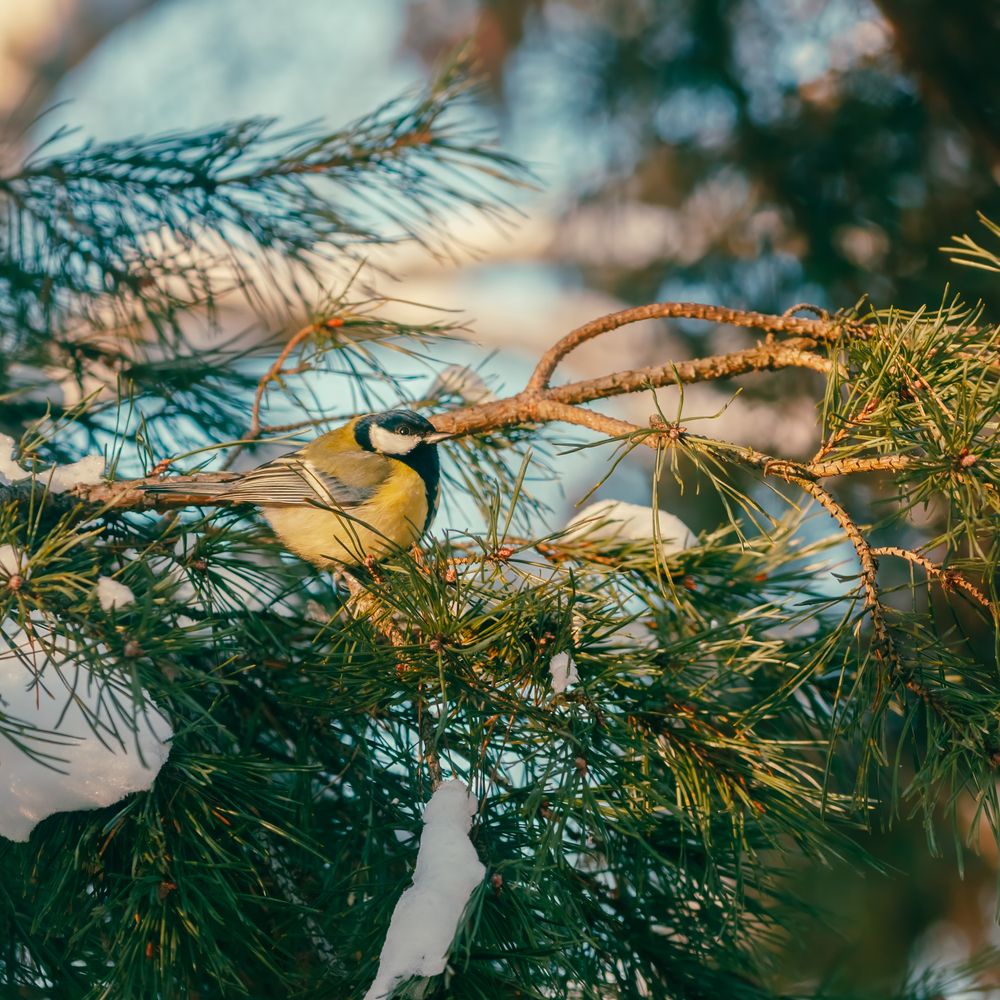 Photograph by Oleg Podlesnykh