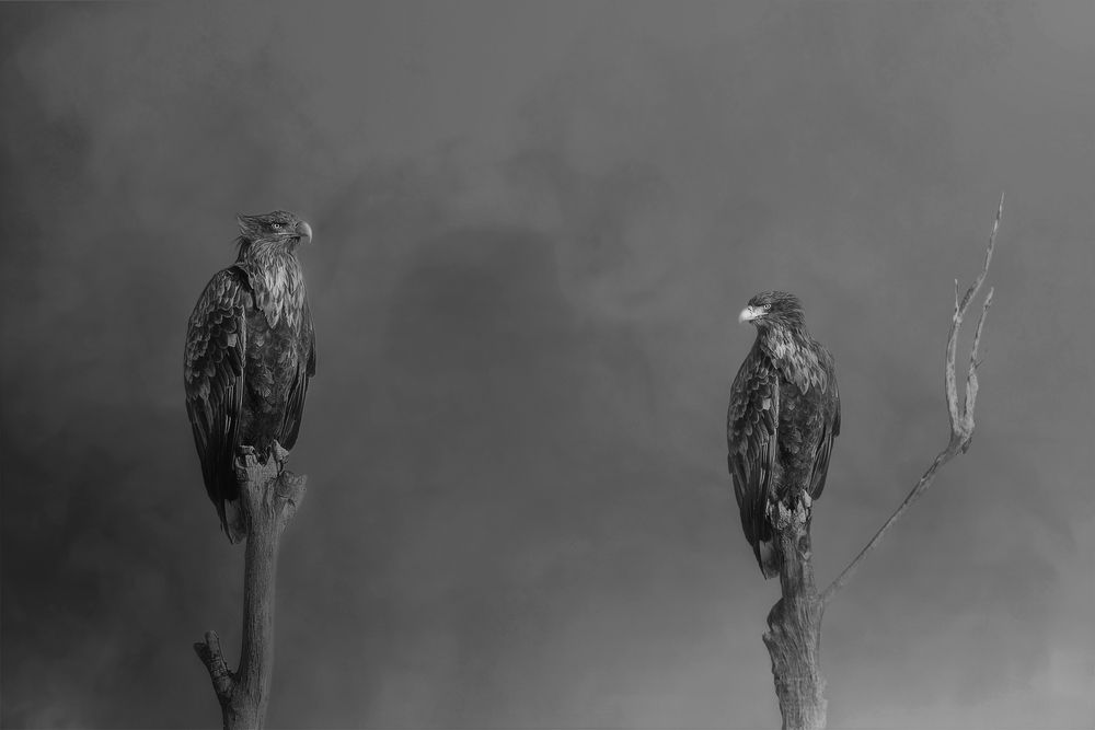 Photograph by Nephotograph