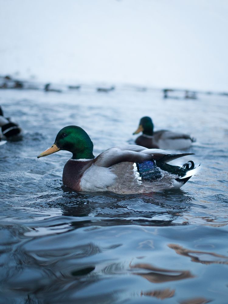 Photograph by Алина Перескокова