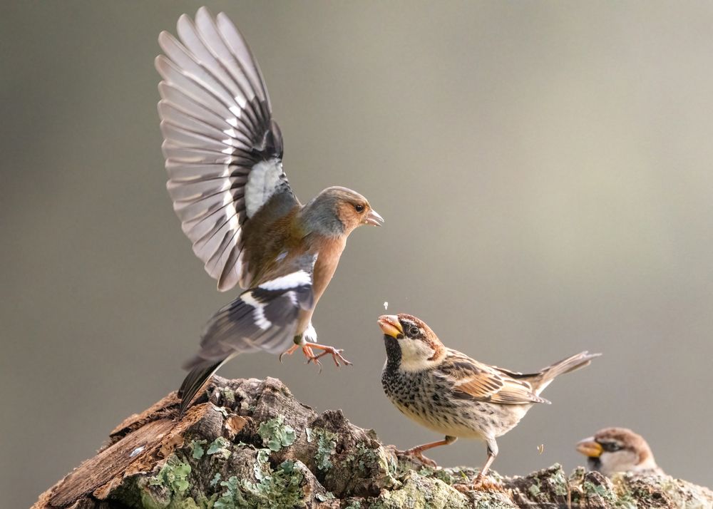 Photograph by Pedro Lemos