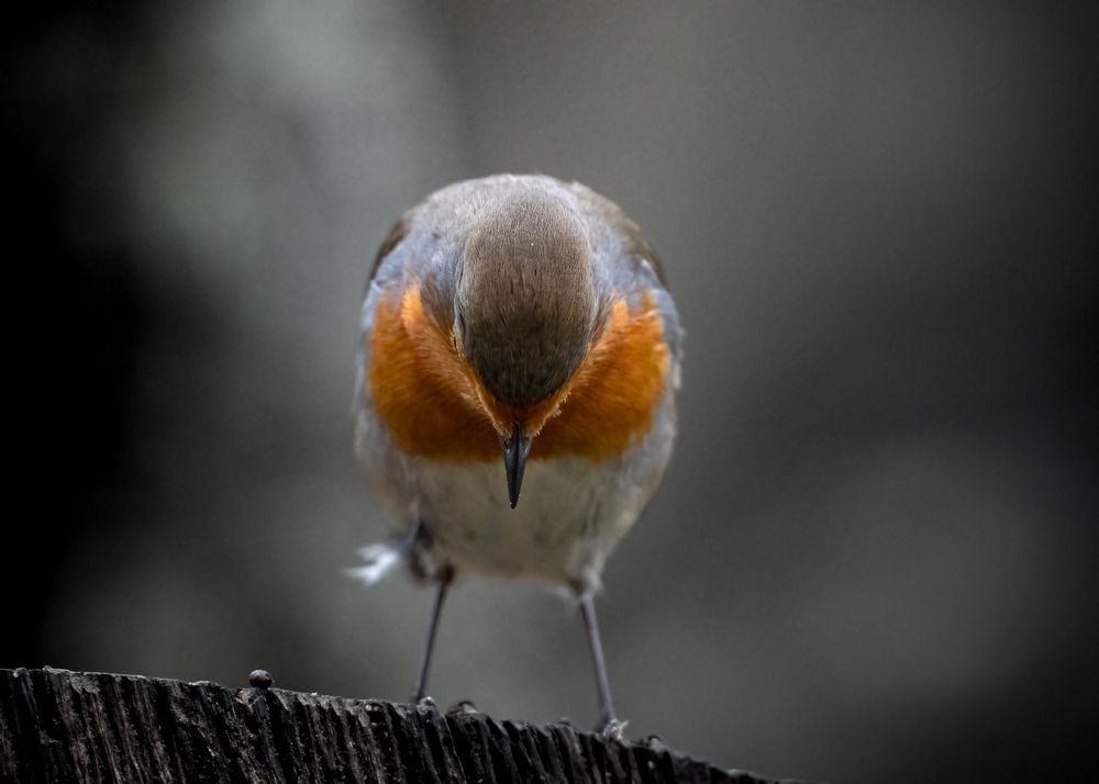 Photograph by Pedro Lemos