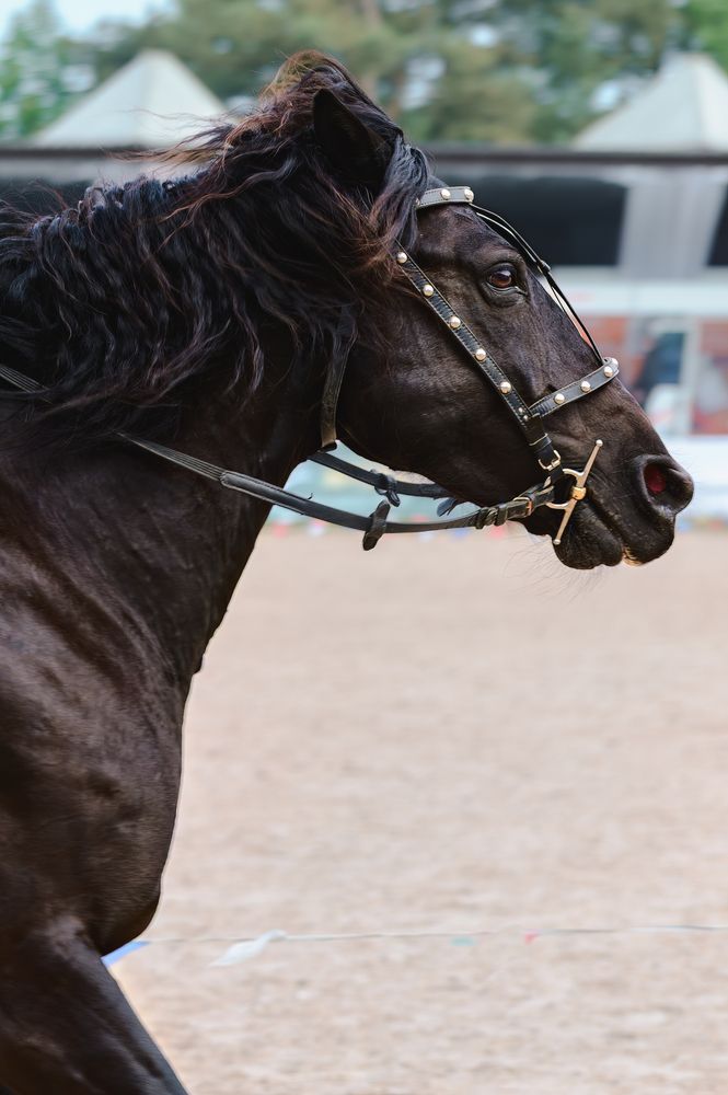 Photo #13103463