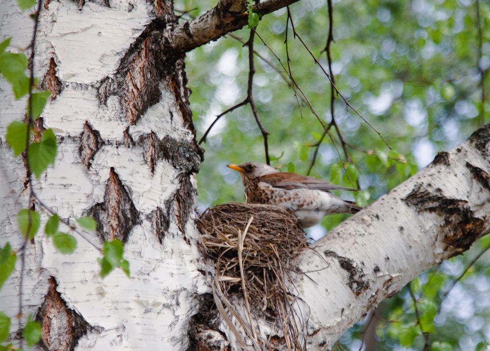 Photograph by Алина Перескокова