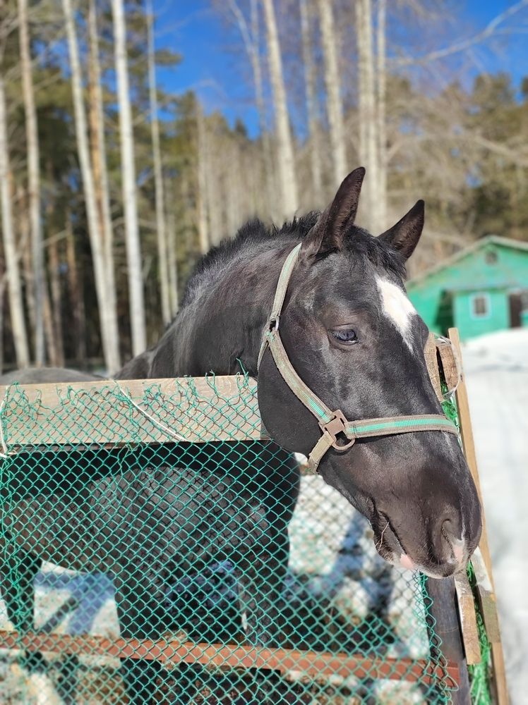 Эх думы, думы