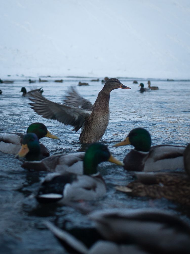 Photograph by Алина Перескокова