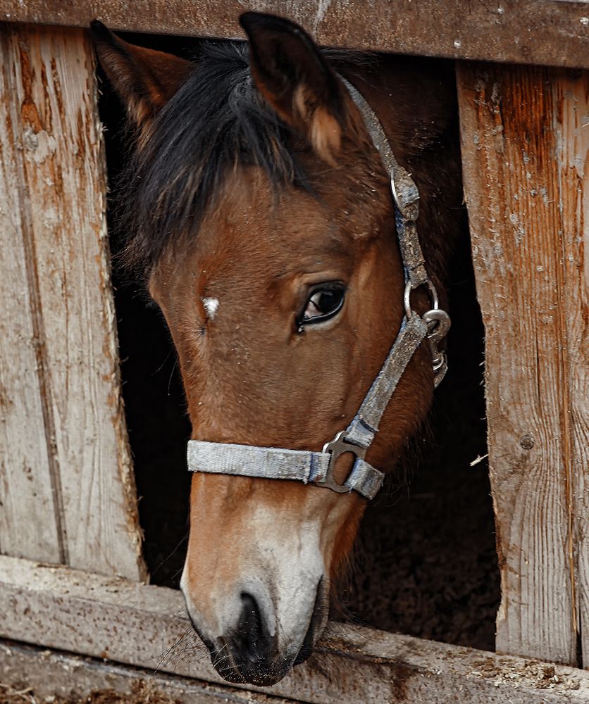 Фотография автора Николай Нестеренко