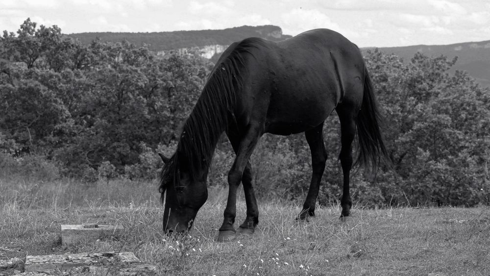 Photograph by Валентина Парфёнова