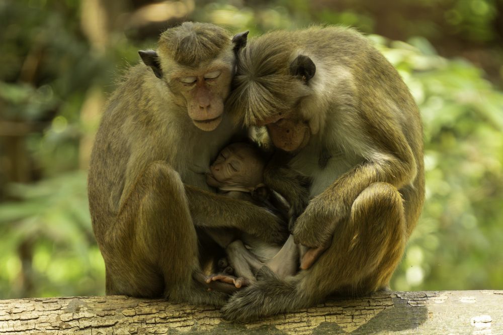 The Family unit