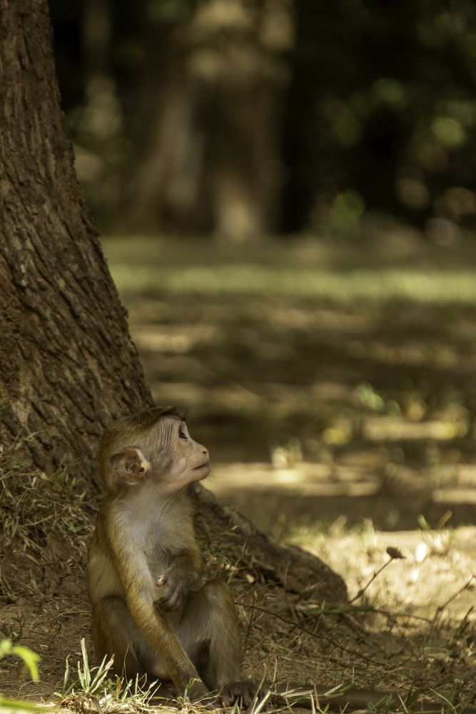 Photograph by Madusha Gamage