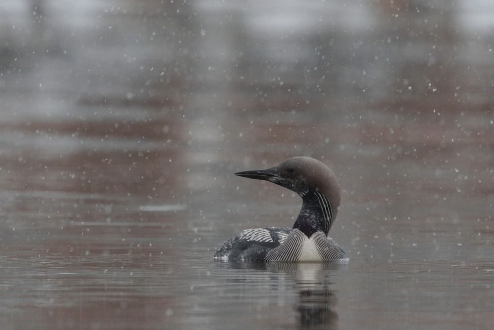 Photograph by Ольга Якубова