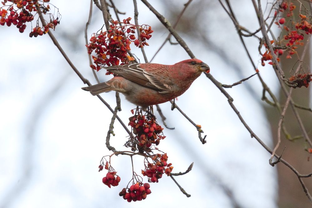 Photograph by Ольга Якубова