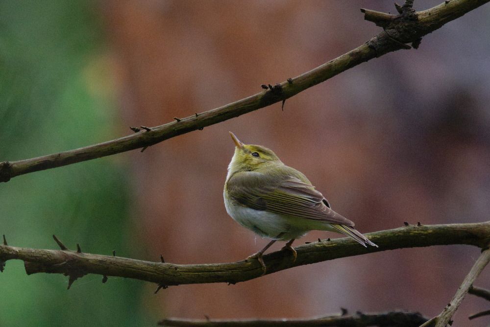 Photograph by Ольга Якубова