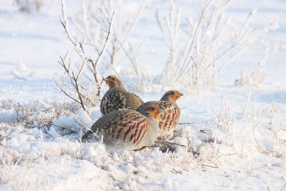 Photograph by Наталья Трифуз