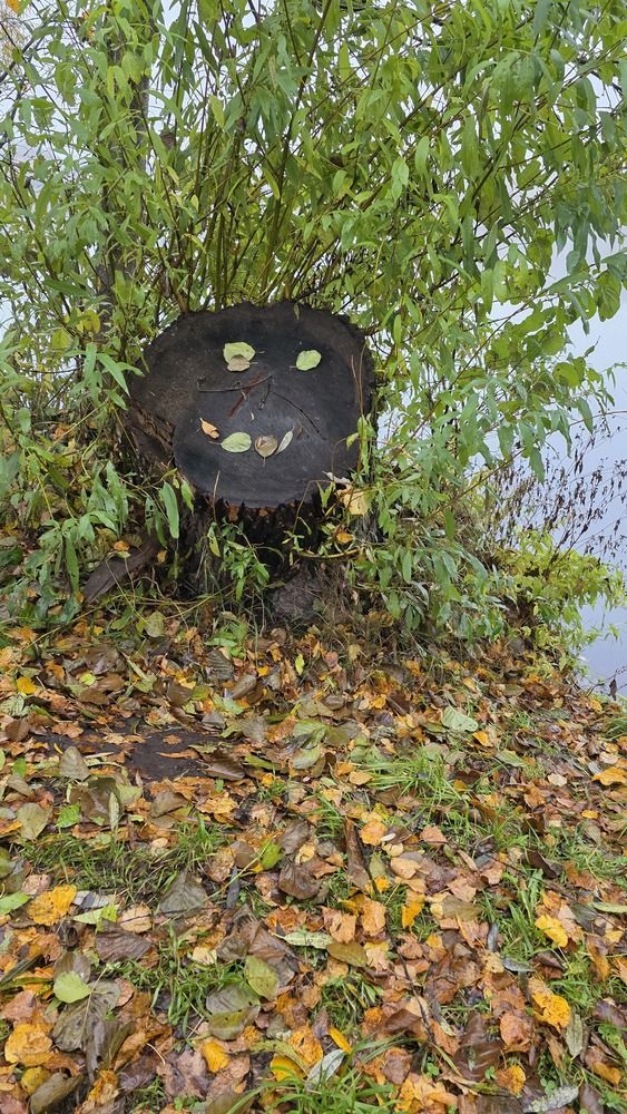 Фотография автора Сушкевич Светлана