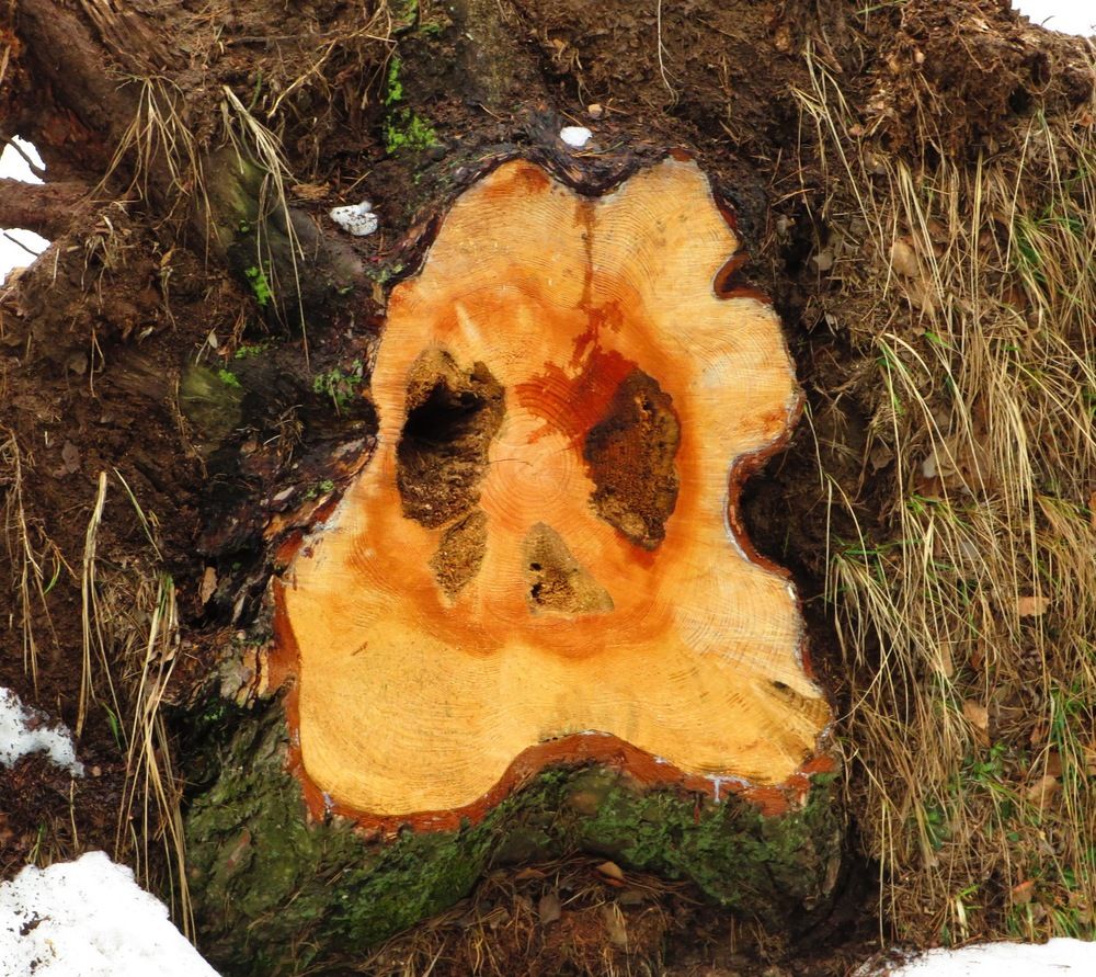 Спил дерева