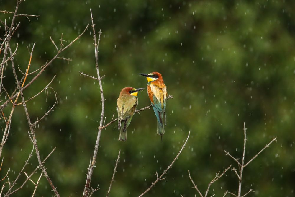 Photograph by Наталья Трифуз