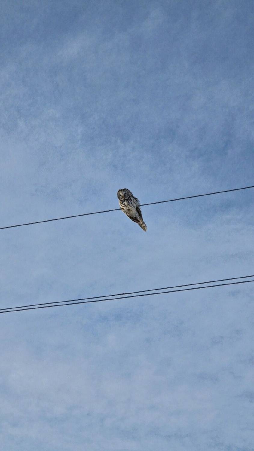Photo #13103855