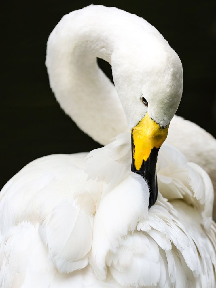 Photograph by mak takano