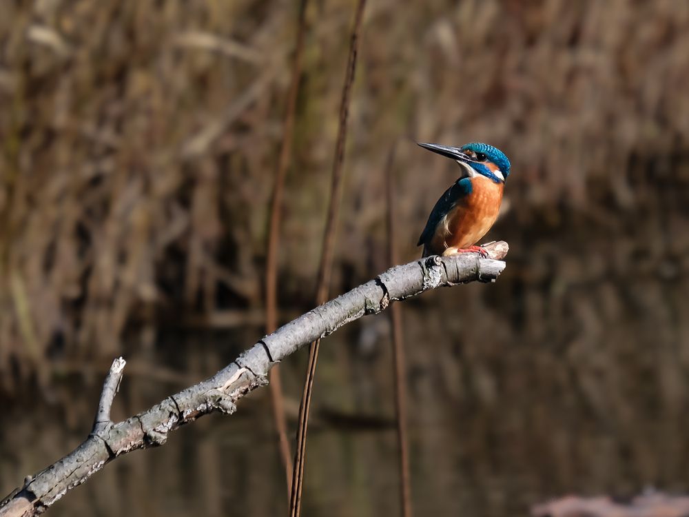 Photograph by mak takano