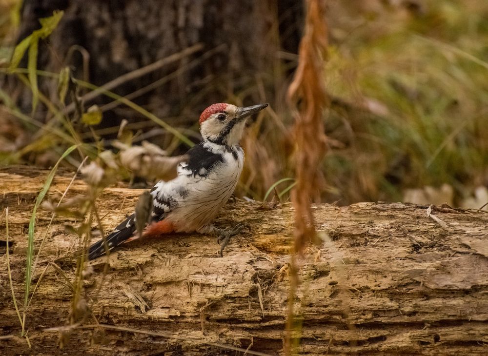 Photograph by Ирина