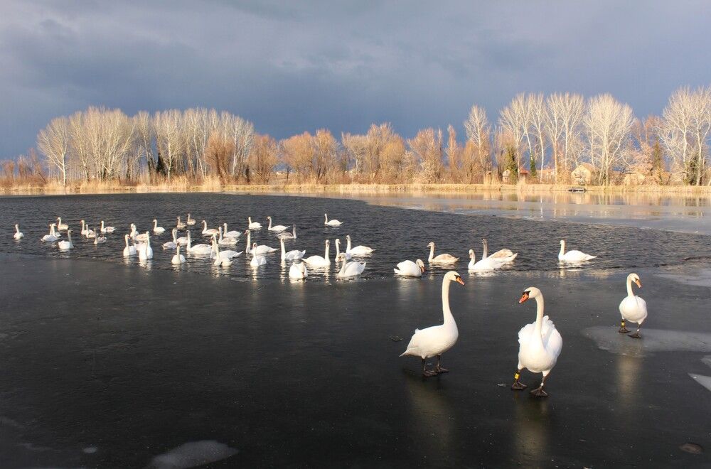 Photograph by Любовь Войводич