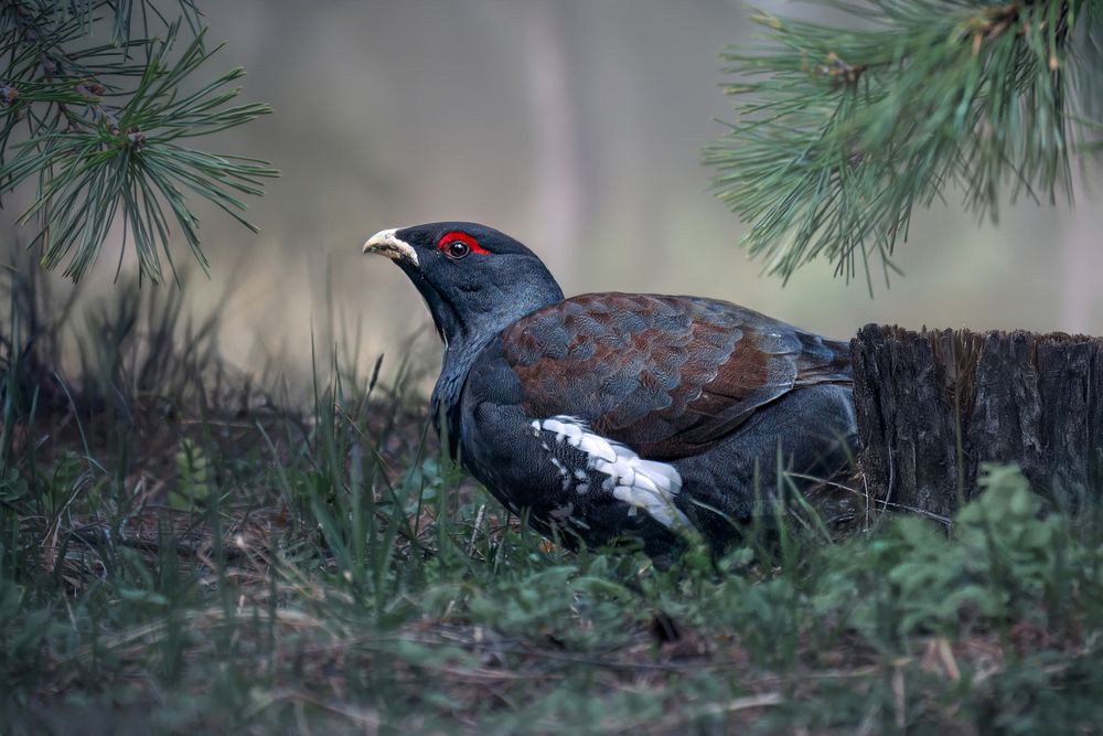 Photograph by Nephotograph