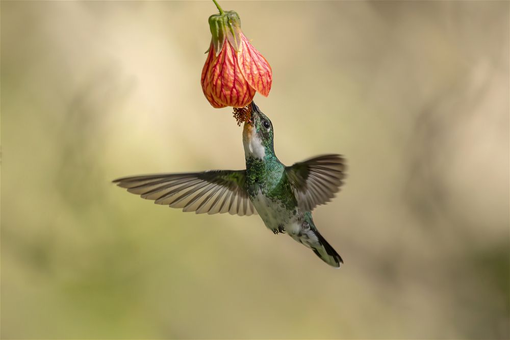 Фотография автора Ricardo Q T Rodrigues