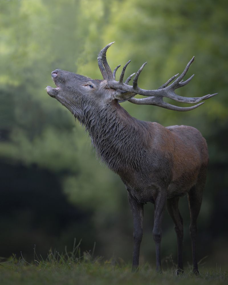 Photograph by Alessandro Di Modica