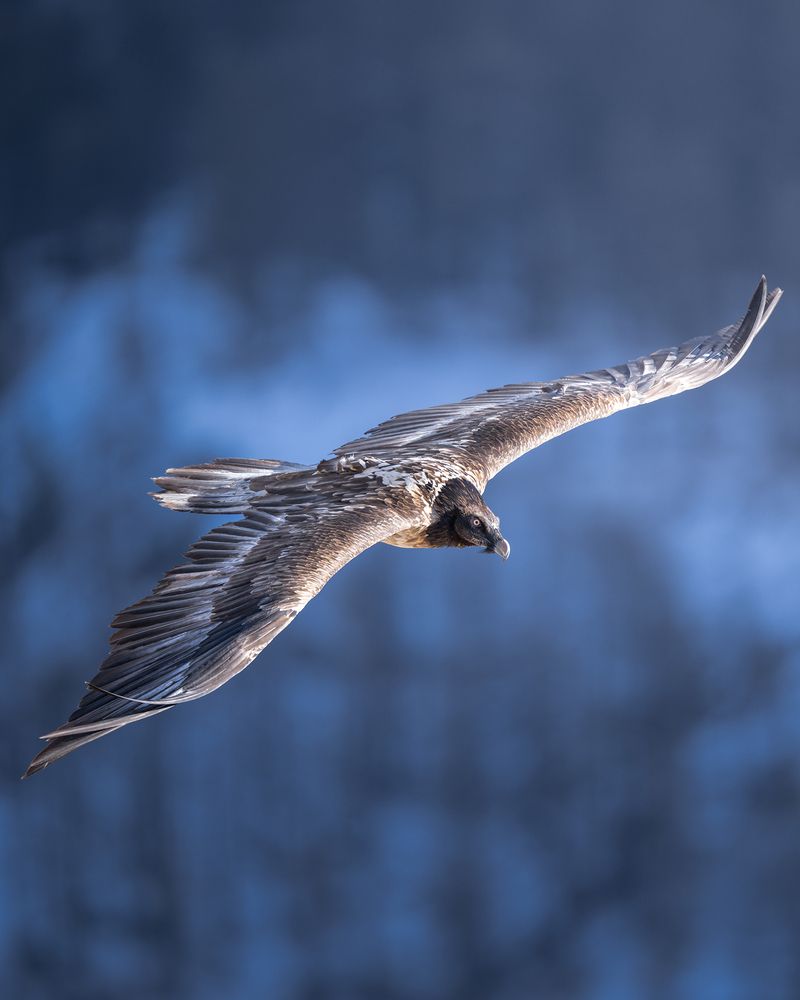 Photograph by Alessandro Di Modica