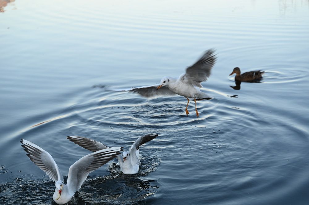 Photograph by Виктория Шабайкина