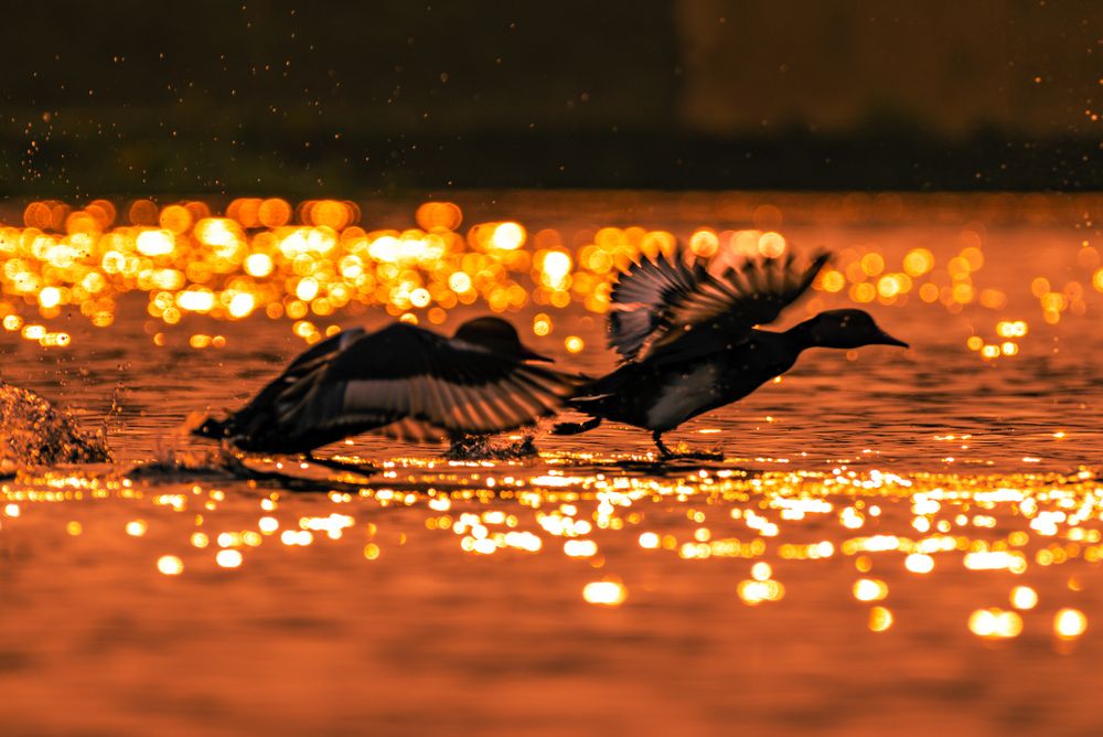 Photograph by Asamanj Maiti