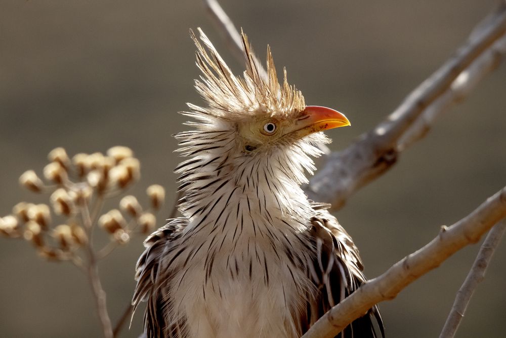 Photograph by Ricardo Q T Rodrigues