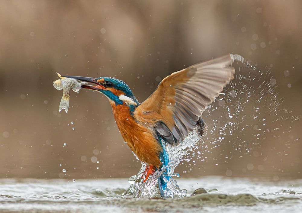 Photograph by Erika Katics