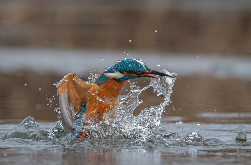 Photograph by Erika Katics