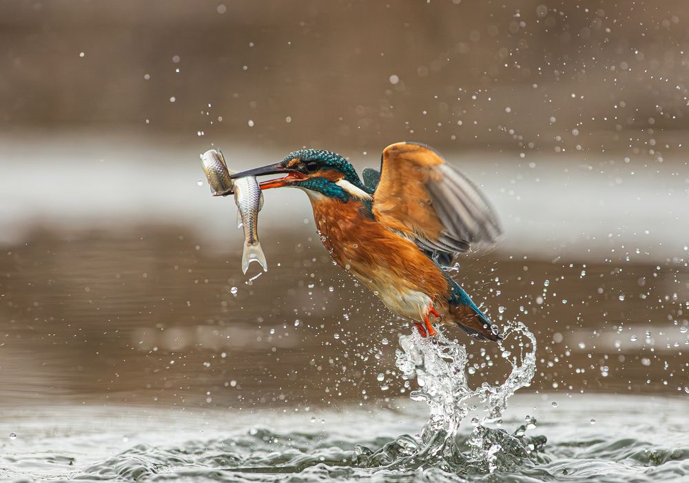 The Azure Hunter: Dual Success