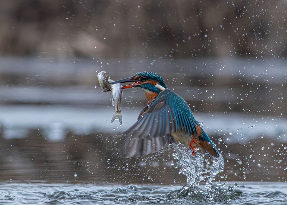 Photograph by Erika Katics