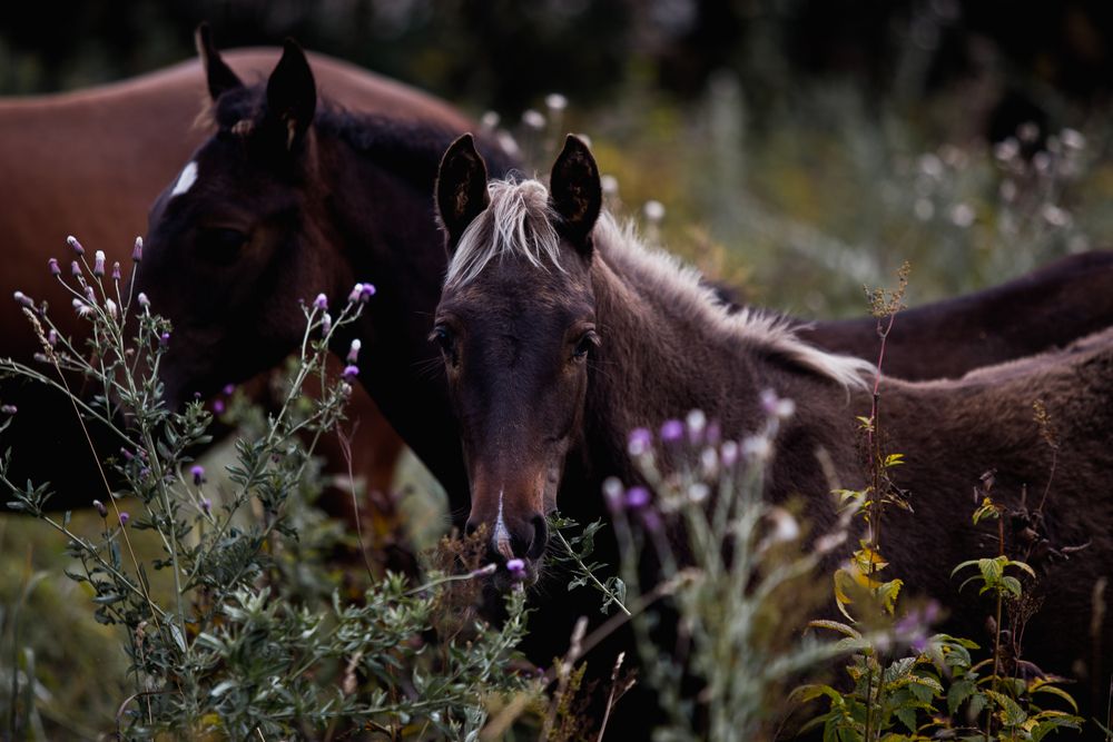 Фотография автора Мария Раздорова