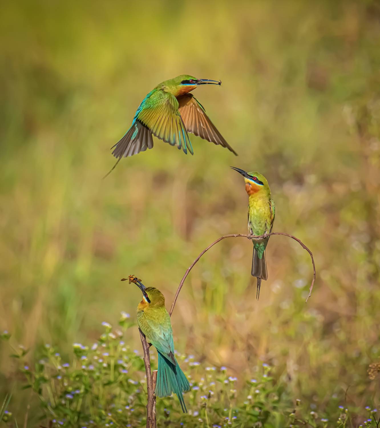 Bring bait back to the nest