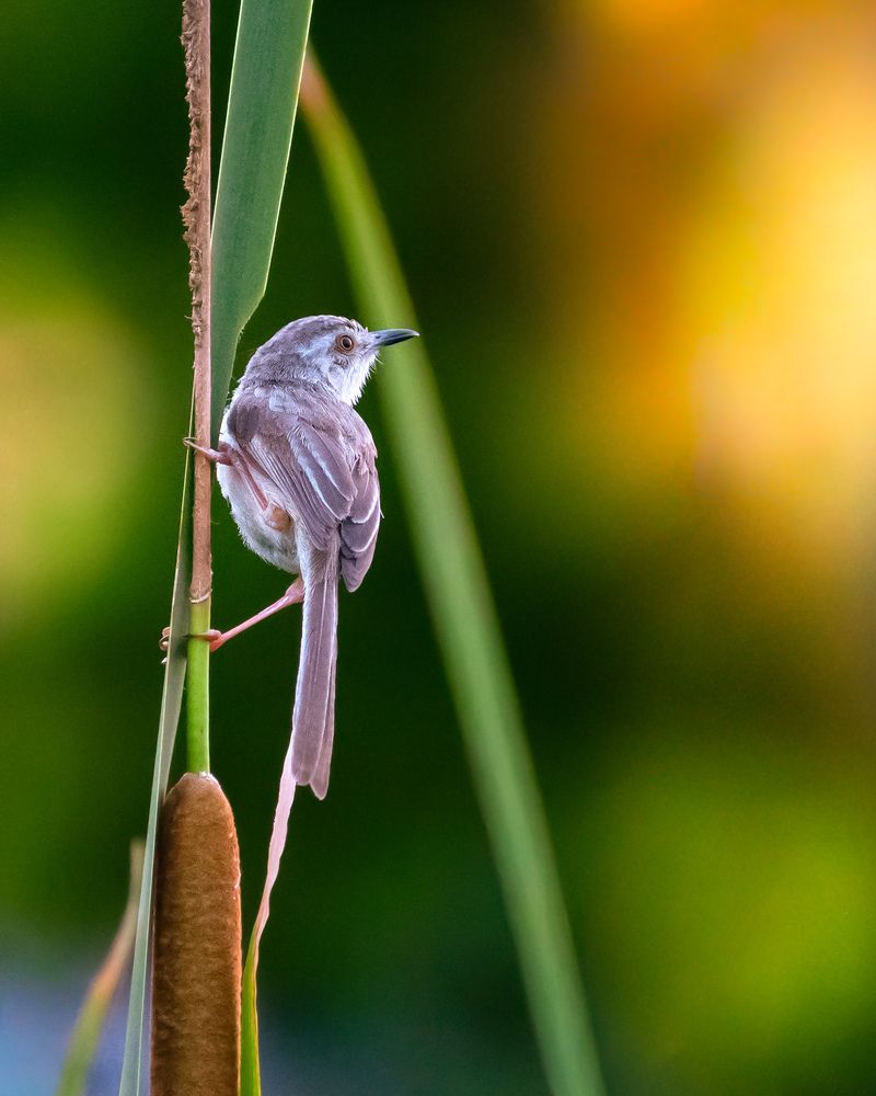 Photograph by Asamanj Maiti
