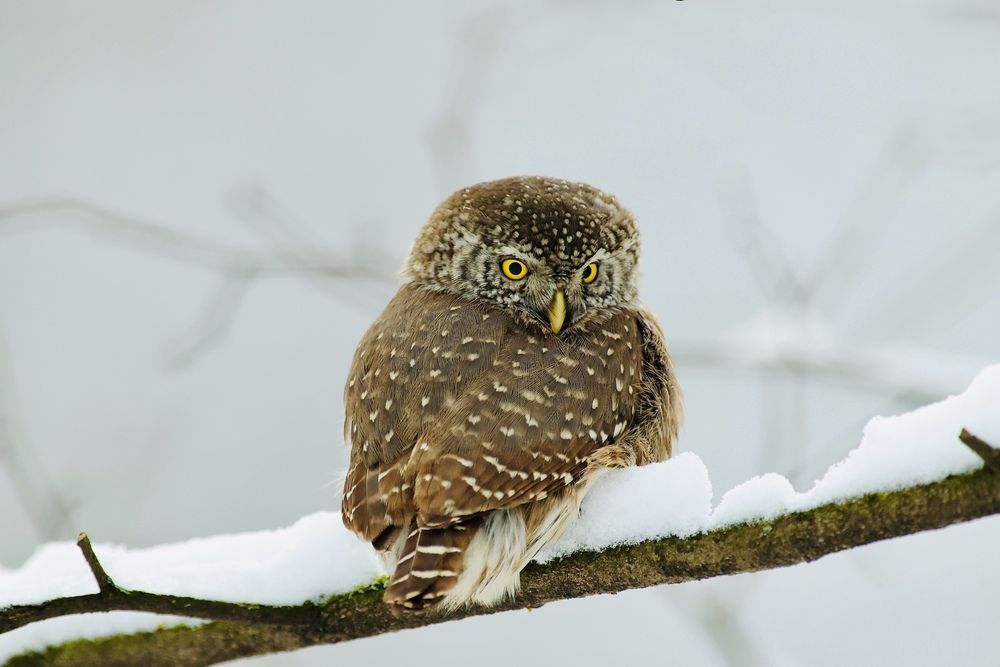 Фотография автора Леонид Голубков
