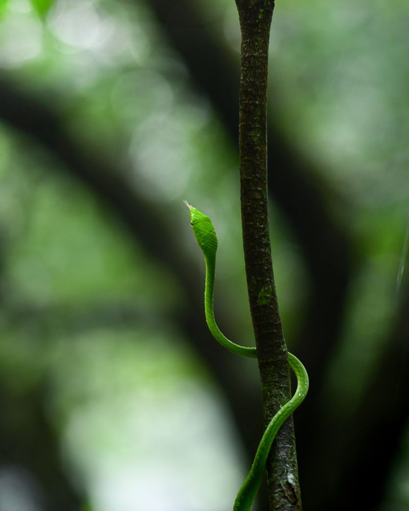 Photograph by Ankit Bhatta