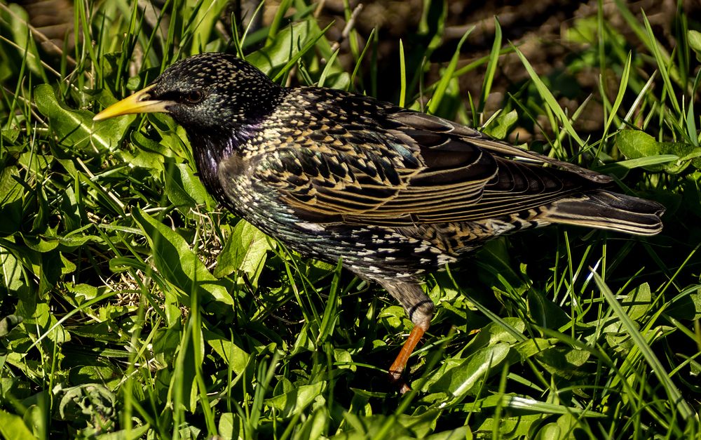 Starling