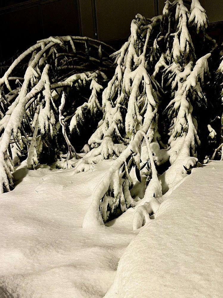 Photograph by Алла Киселева