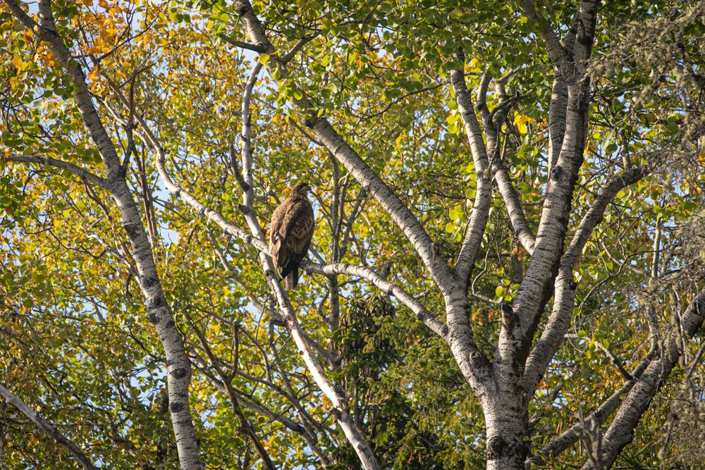 Photograph by G Shish