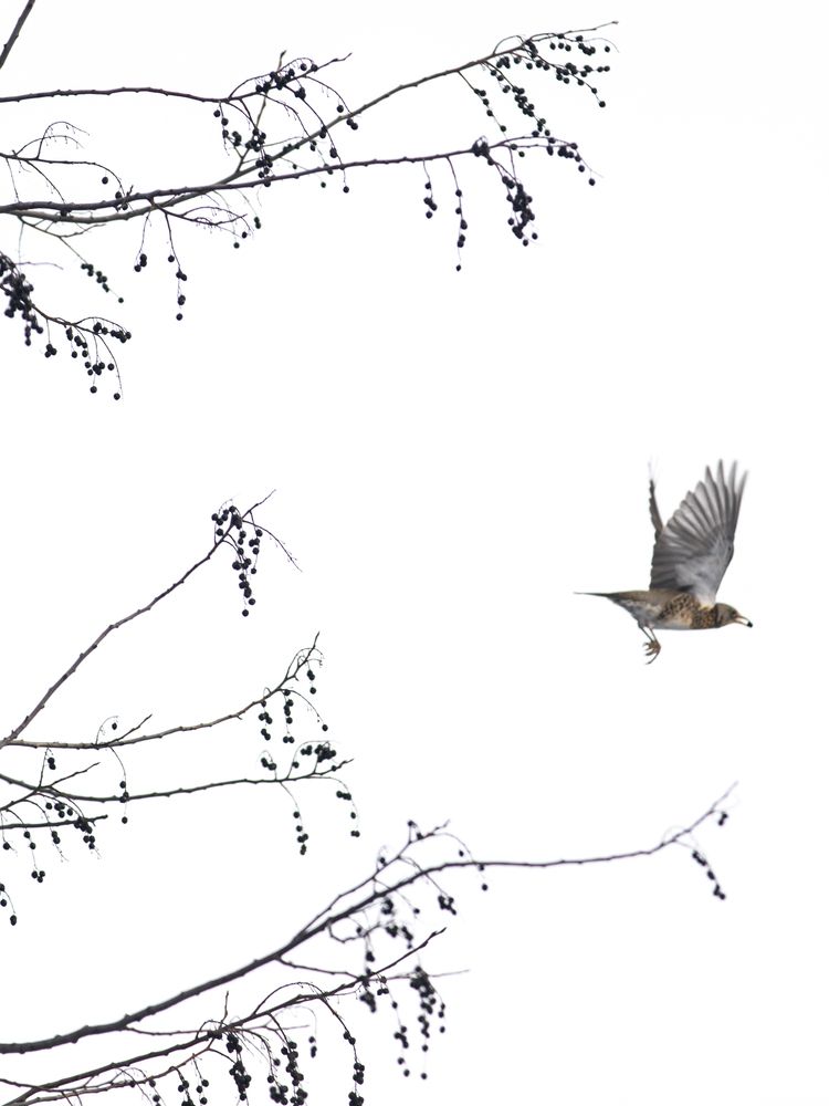 Photograph by G Shish